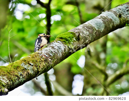 Woodpecker working hard to raise children in the forest in early summer Woodpecker working hard to raise children in the forest in early summer 82969628