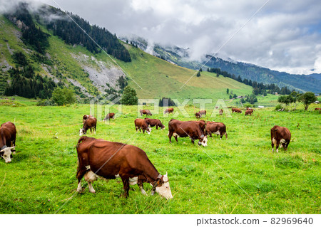 Cows in a mountain field. La Clusaz, France 82969640