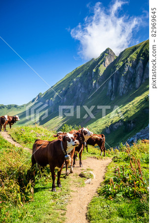 Cows in a mountain field. The Grand-Bornand, France 82969645