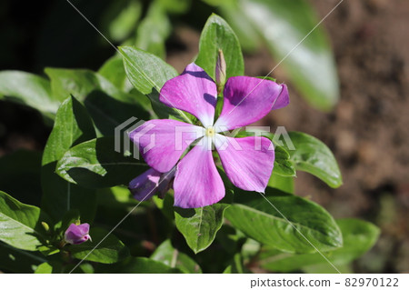粉紅色的馬達加斯加長春花盛開在秋天的花園裡 82970122