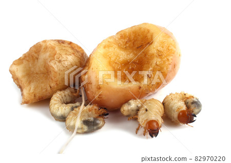 Chafer larvaes are eating potato 82970220