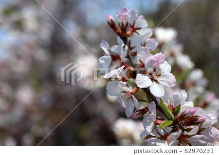 Nanking cherry blossom. Spring flowers Nanking cherry blossom. Spring flowers 82970231