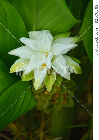 薑黃白花 薑黃白花 82970385