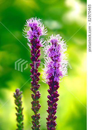 Liatris shining in the setting sun Liatris shining in the setting sun 82970465