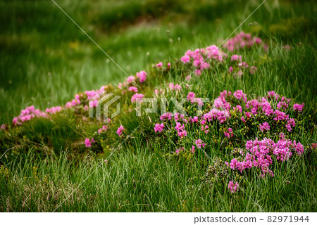 Rhododendron flowers in nature 82971944