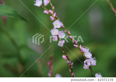 Sakuratade with pretty flowers in autumn Sakuratade with pretty flowers in autumn 82972139