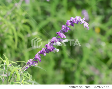 Amethyst Sage 82972356