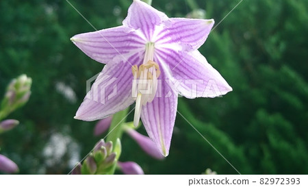 玉簪花 玉簪花 82972393