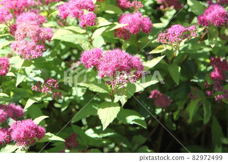 Spirea gold frame pink flowers Spirea gold frame pink flowers 82972499