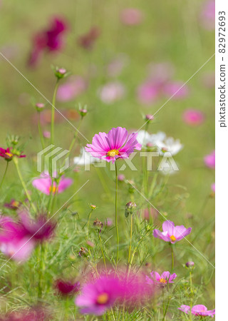 Sign of autumn Cosmos field Sign of autumn Cosmos field 82972693