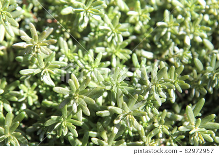 Sedum Paris Dam 82972957