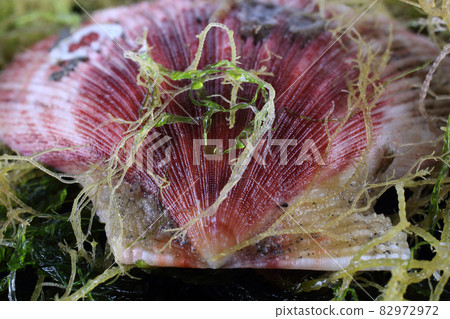 Scallop and alga. Macro background 82972972