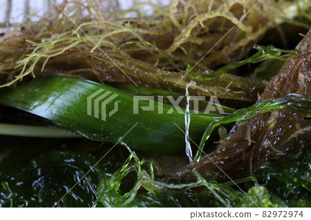 Alga background. Different sea plants 82972974