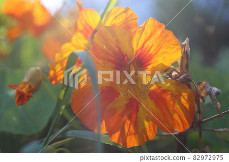 Orange nasturtium against the light 82972975