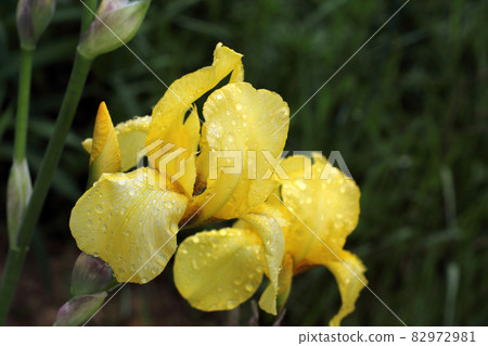 Yellow iris growing in garden after rain Yellow iris growing in garden after rain 82972981