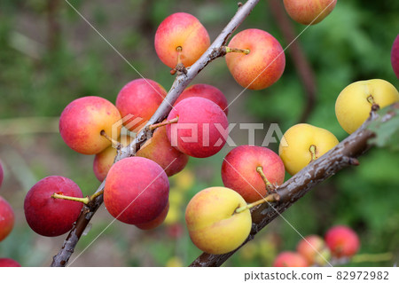 Growing plums. Red and yellow. Harvest 82972982