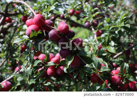 Growing red plums in garden Growing red plums in garden 82973000