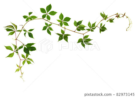Parthenocissus waved twig with green leaves in a corner arrangement isolated on white 82973145