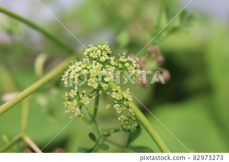歐芹花 82973273