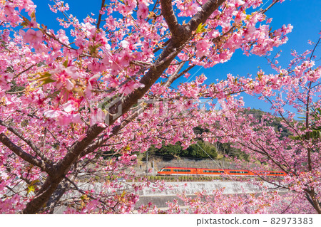 Odakyu Romance Car and Kawazu Sakura 82973383