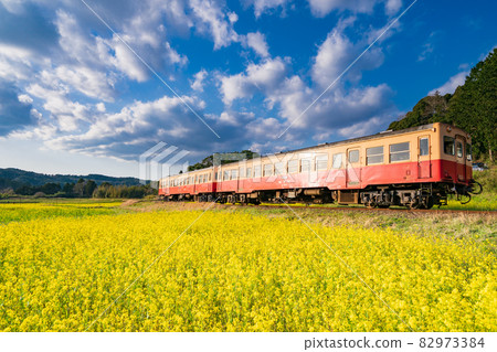 Kominato railroad and rape blossoms 82973384