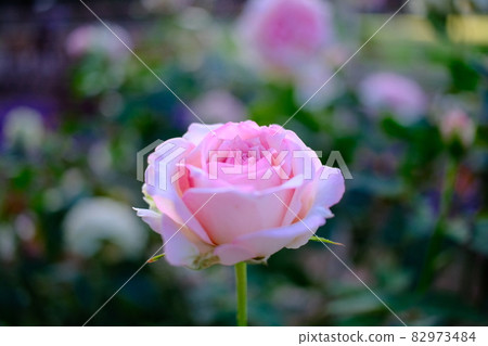 粉紅色的秋玫瑰在晚上綻放 82973484