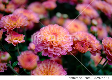 盛開紅色、橙色和黃色的花園媽媽 82973485