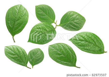 Cocoa leaves (Theobroma cacao foliage) isolated Cocoa leaves (Theobroma cacao foliage) isolated 82973507