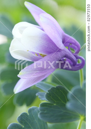 Miyama Aquilegia Flabella 藍紫色花 特寫 野草 照片素材 圖片 圖庫