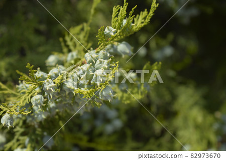 Oriental thuja Oriental thuja 82973670
