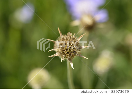 Caucasian pincushion flower Caucasian pincushion flower 82973679