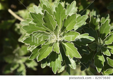 Gold and silver chrisanthemum Gold and silver chrisanthemum 82973680