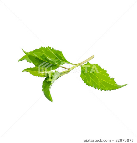 Young Branch Isolated, Spring Tree Twig on White Background Young Branch Isolated, Spring Tree Twig on White Background 82973875