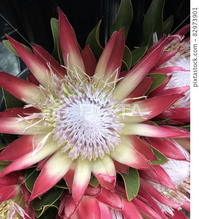 野花王 Protea 82973901