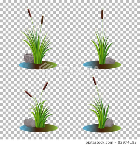 Vector set of 4 cattail stalk bushes in swamp water with stones on the side isolated on transparent background Vector set of 4 cattail stalk bushes in swamp water with stones on the side isolated on transparent background 82974182
