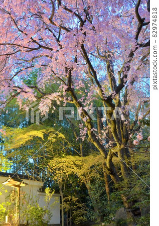 Bloomed cherry tree in full bloom that was lighted up Bloomed cherry tree in full bloom that was lighted up 82974818