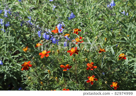 Orange marigold and blue salvia azurea flowers blooming in the autumn park 82974999
