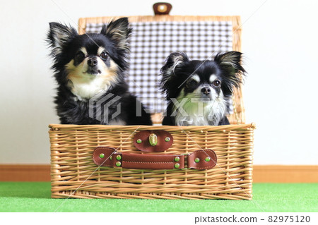 Two dogs in the basket, Chihuahua, multi-headed 82975120