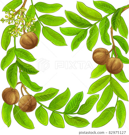 andiroba vector frame on white background 82975127