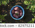 Red potato tubers in the blue plastic bucket on the brown soil background 82975211