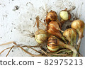 Onion still life outdoors. Bulbs after digging out of the soil 82975213