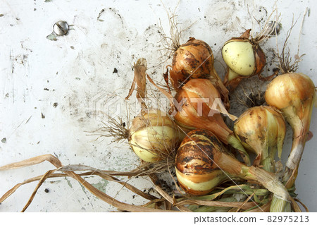 Onion still life outdoors. Bulbs after digging out of the soil 82975213