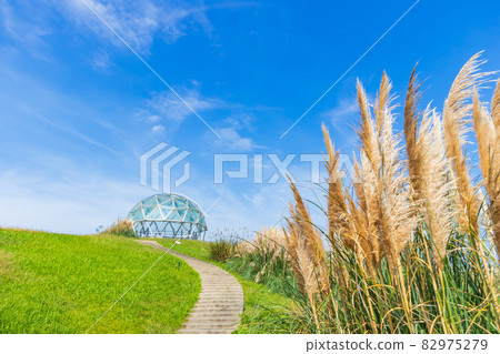 愛知世博紀念公園,盛開的蒲葦<愛知縣長手市> 愛知世博紀念公園,盛開的蒲葦<愛知縣長手市> 82975279