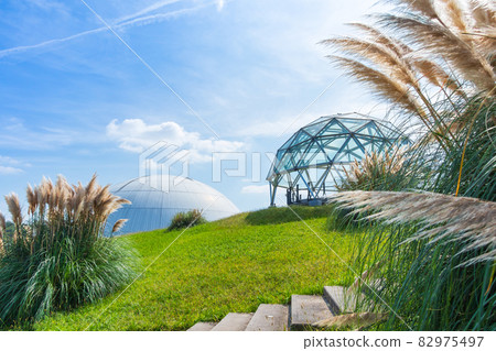 Aichi Expo Memorial Park, Pampas grass in full bloom <Nagakute City, Aichi Prefecture> 82975497