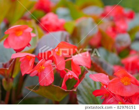 Begonia 2 red Begonia 2 red 82976151