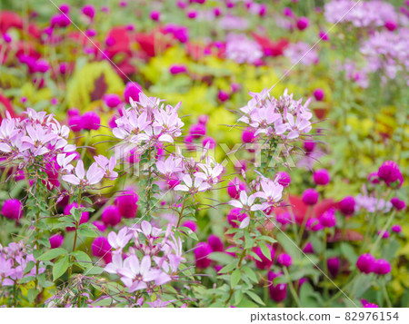 Autumn flowerbed 7 Autumn flowerbed 7 82976154