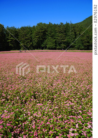 紅蕎麥花 紅蕎麥村 82976192