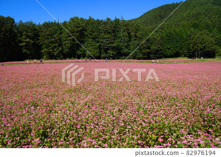 紅蕎麥花 紅蕎麥村 82976194