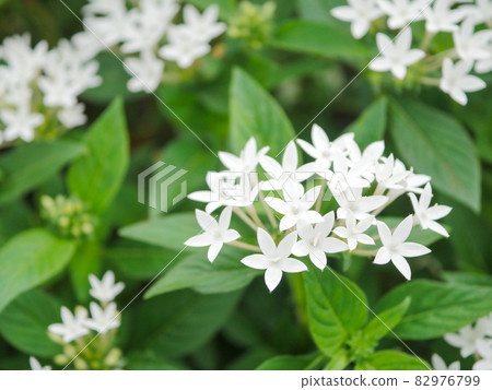 Pentas 4 白色 82976799