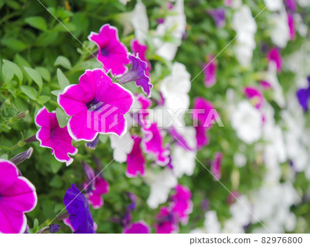 矮牽牛 7 82976800